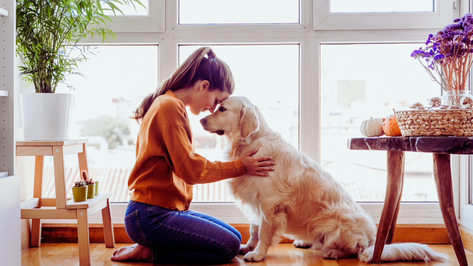 How Do I Train My Dog to Sit?