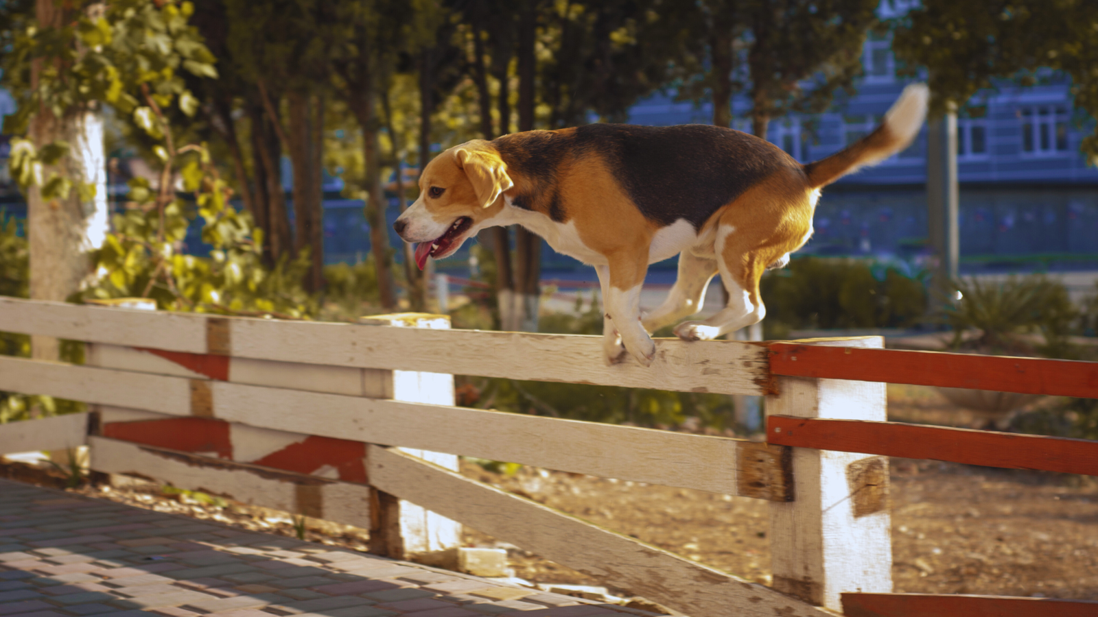 How to Stop my Dog from Jumping the Fence