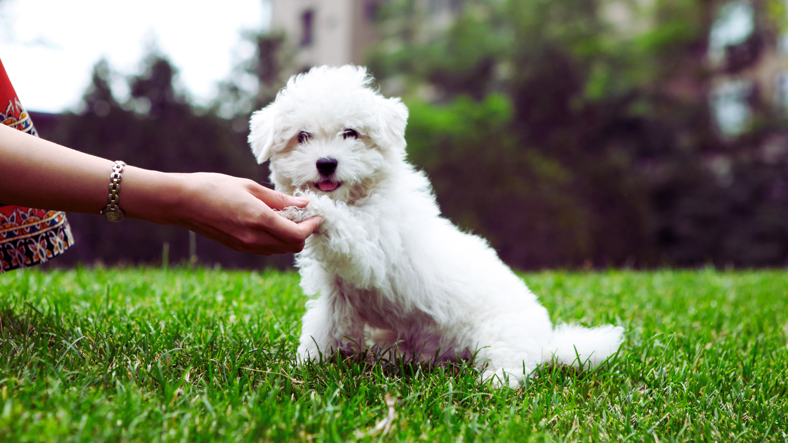 How to Teach Your Dog to Shake Paws