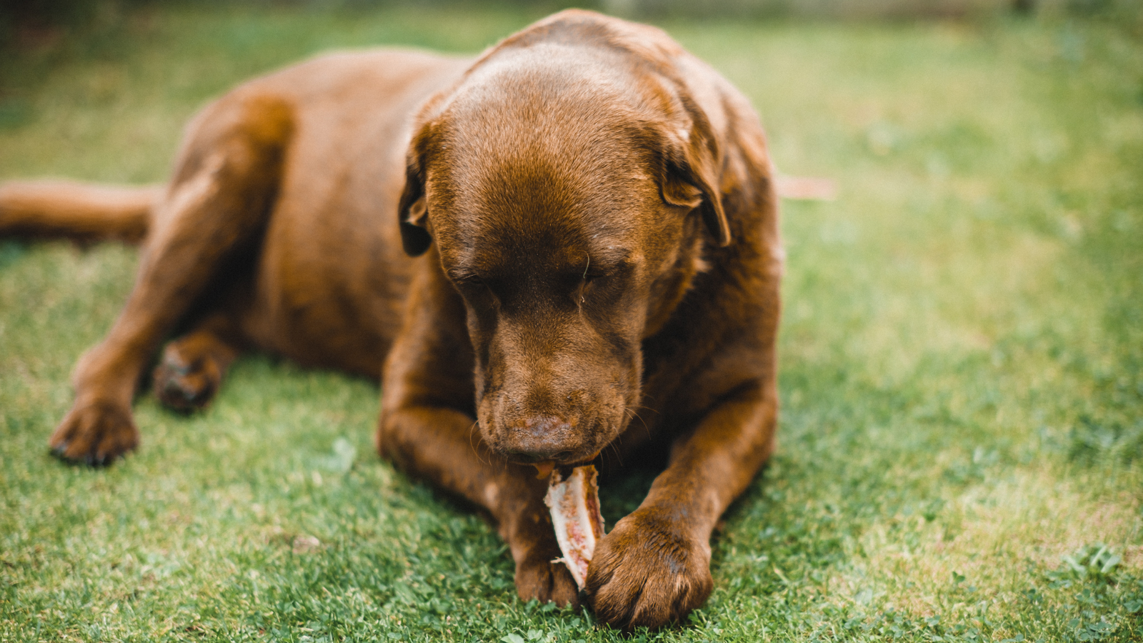 Why Do Dogs Bury Bones?