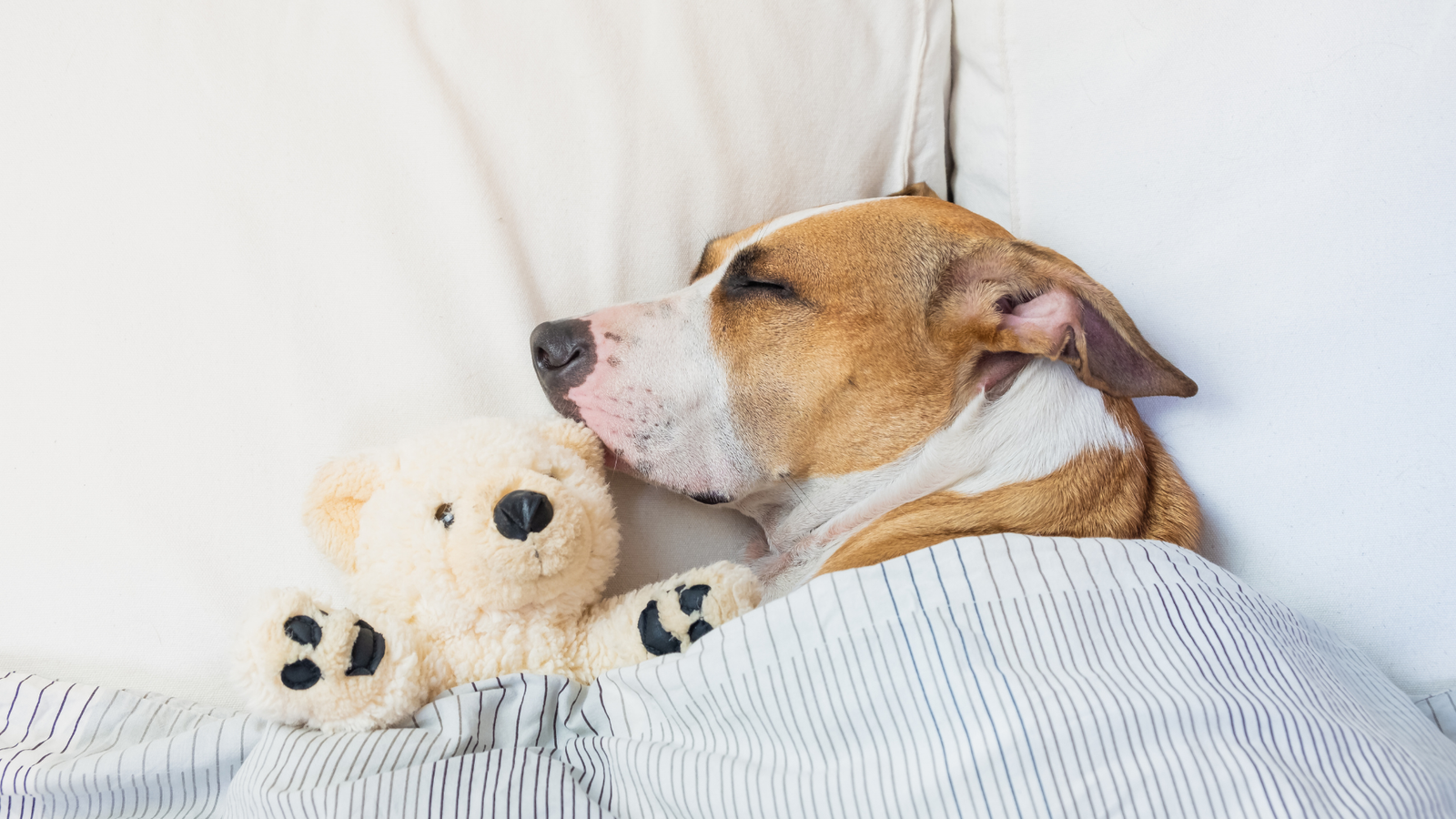 Why Do Dogs’ Eyes Roll Back When Sleeping?