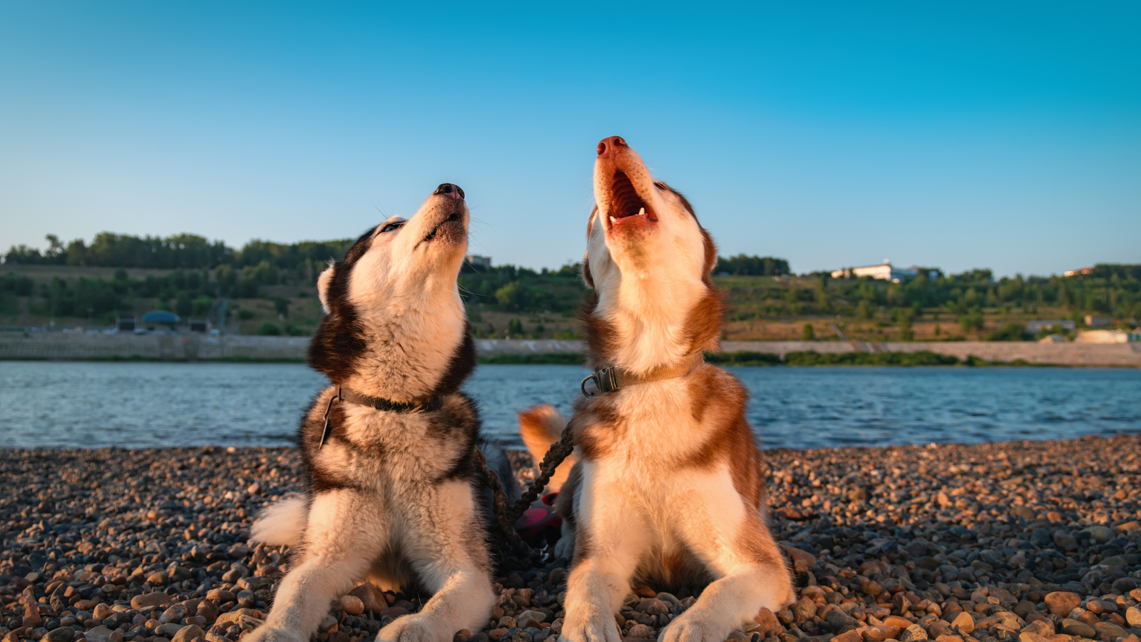 Why Do Dogs Howl in the Night?