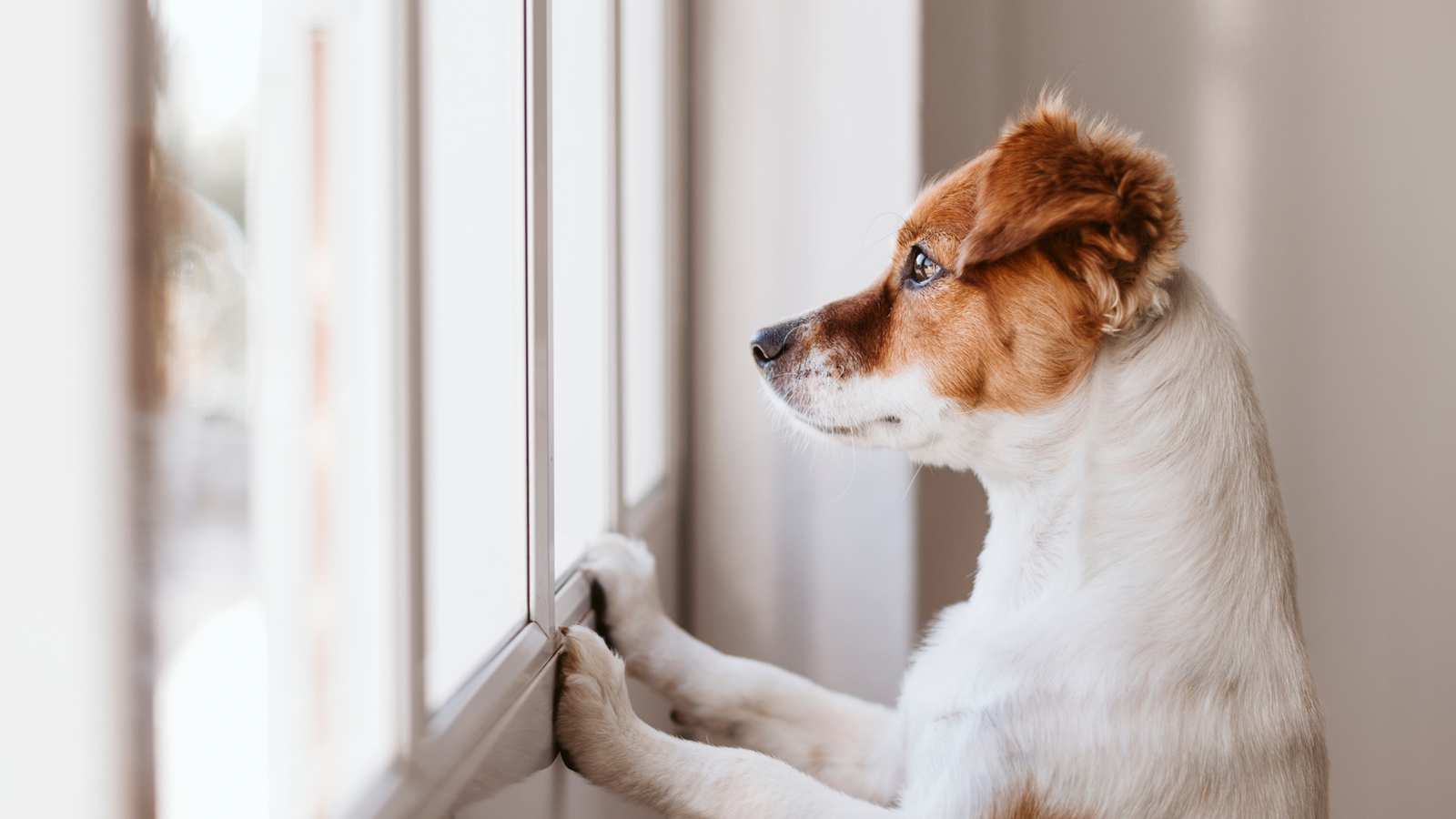 Why Do Dogs Like Looking Out the Window?