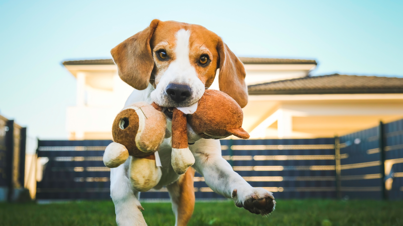 Why Do Dogs Love to Play Keep Away?