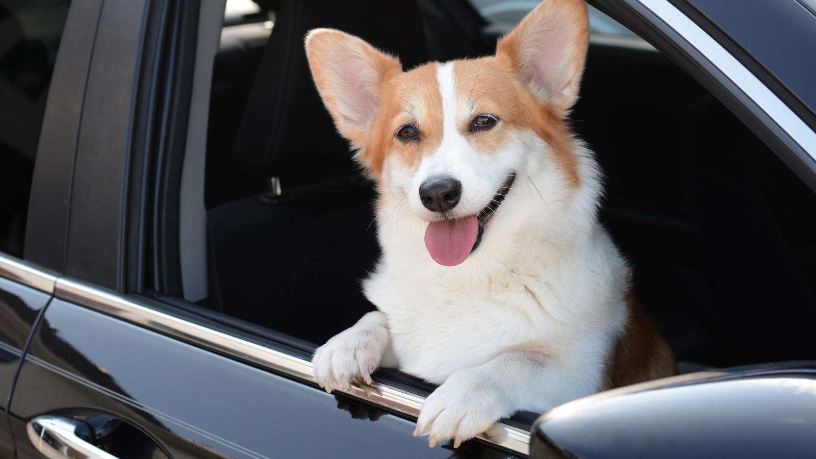 Why Do Dogs Pant in the Car?