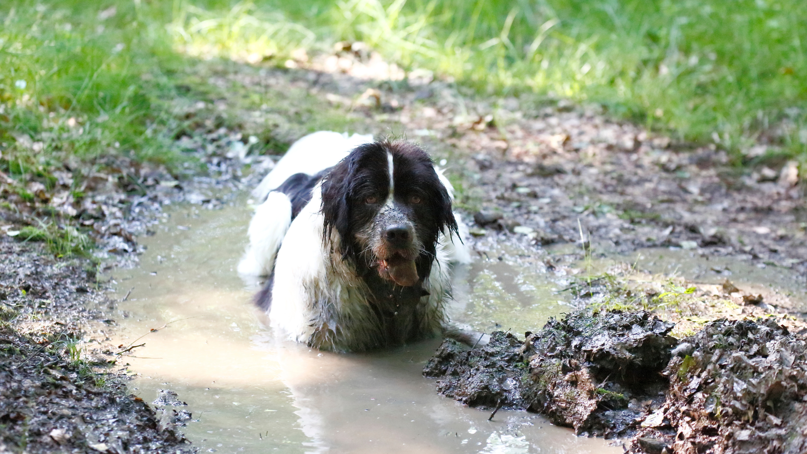 Why Do Dogs Roll in the Mud?