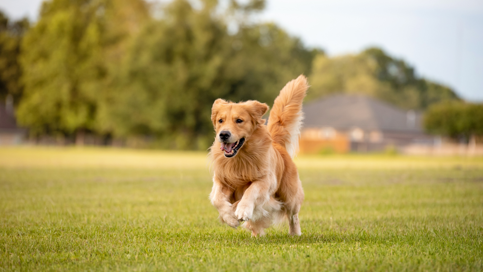 Why Do Dogs Stomp Their Front Feet?