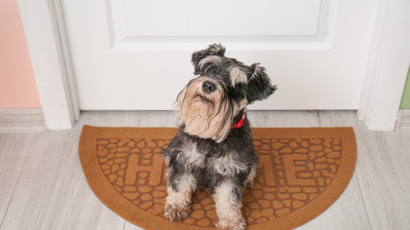 Why Do Dogs Wait By the Bathroom Door?