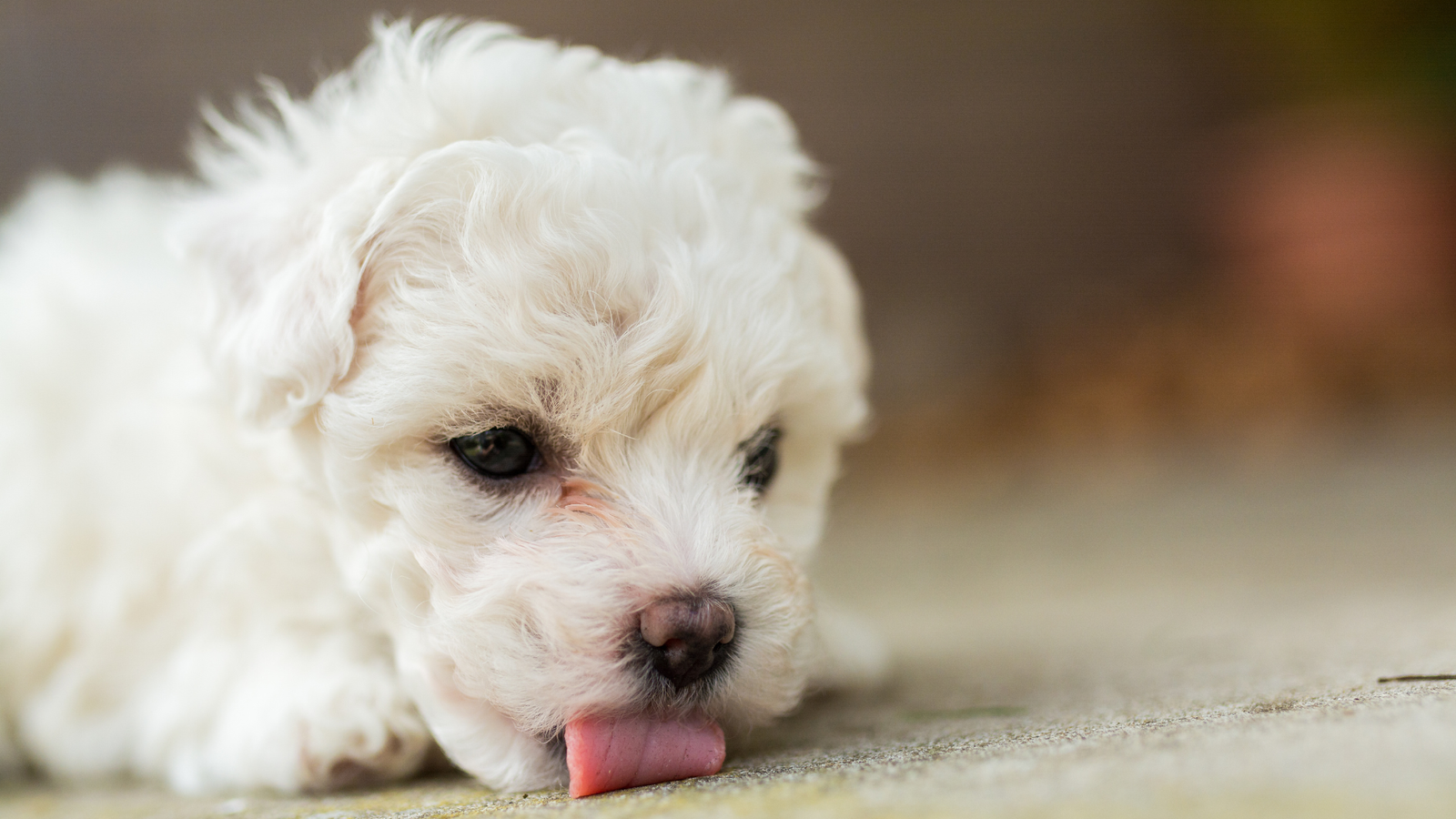 Why do dogs lick the floor excessively?