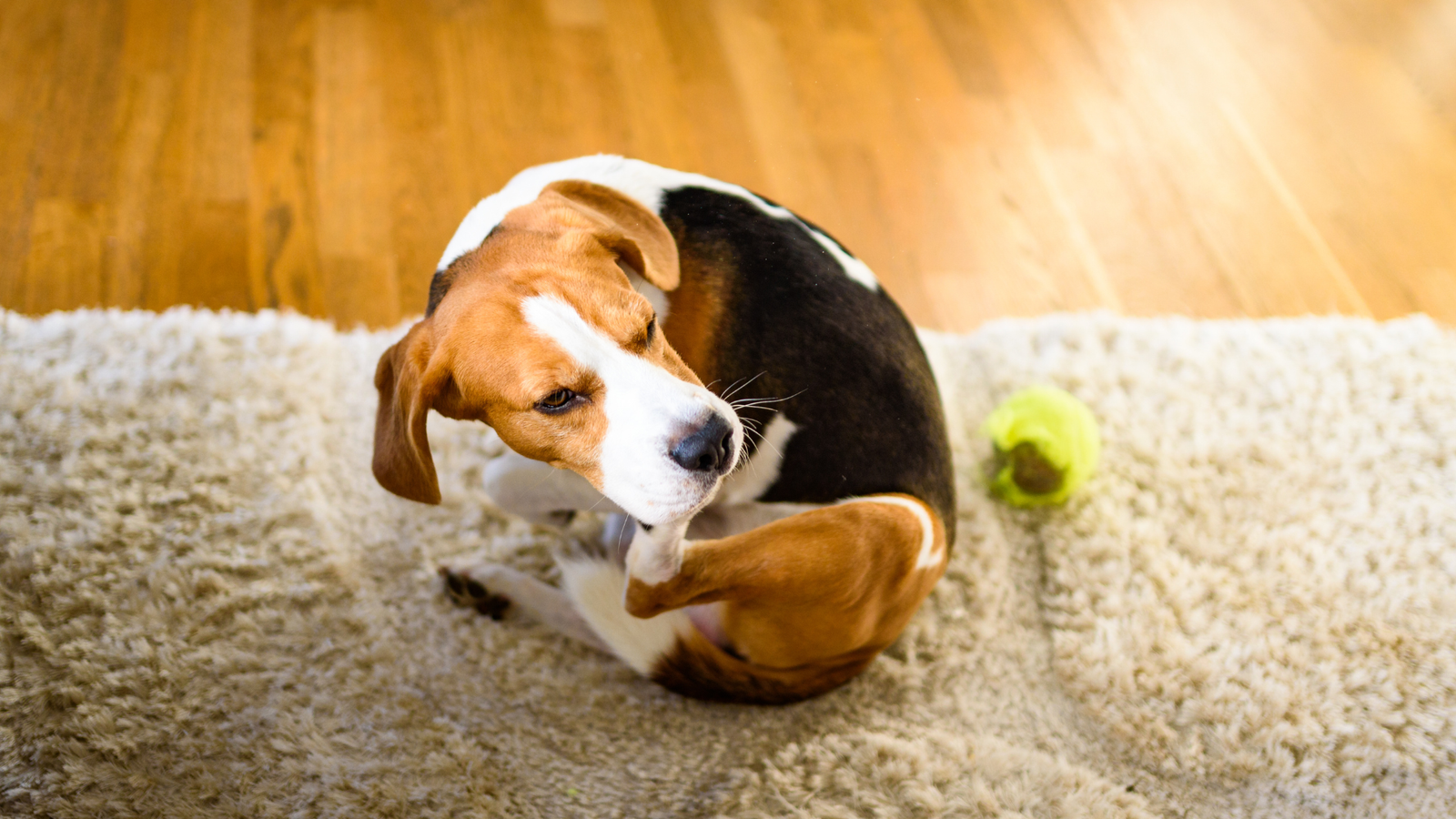 Why do dogs scratch the carpet?